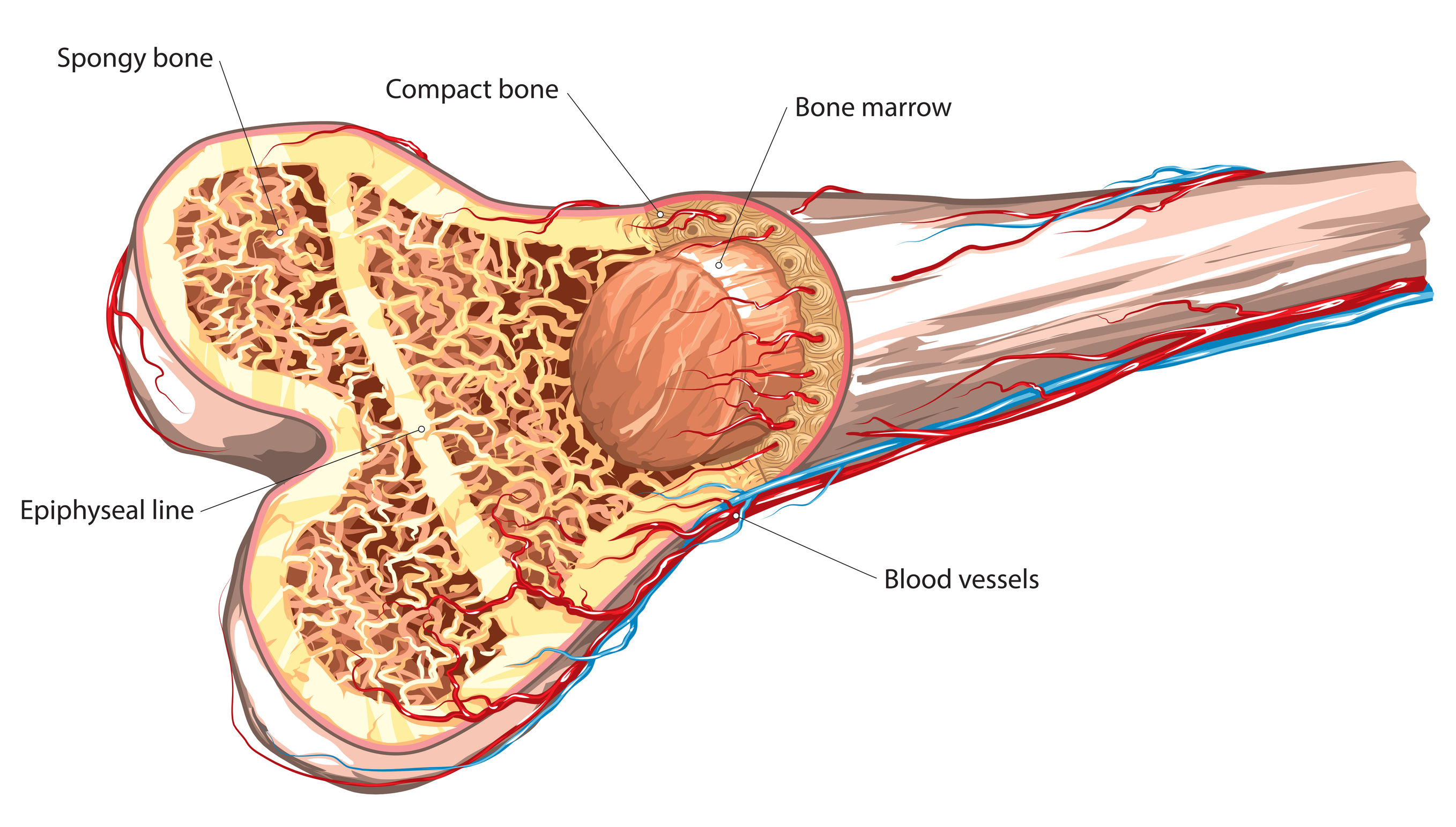 Bone marrow. Красный костный мозг в бедренной кости. Костный мозг анатомия человека. Строение костного мозга человека.